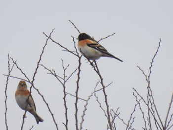 Brambling 大野極楽寺公園 Sat, 2/18/2023