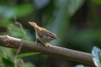 Sakhalin Leaf Warbler 長崎市野母崎 Sat, 4/21/2018