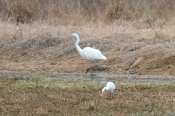 Great Egret 昆陽池 Sat, 2/18/2023