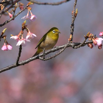 メジロ 茅ヶ崎公園 2023年2月18日(土)