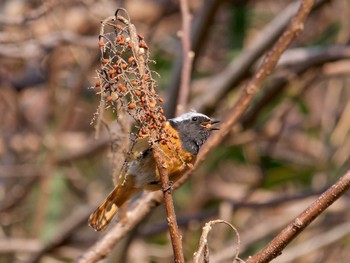 2023年2月18日(土) 横浜市立金沢自然公園の野鳥観察記録