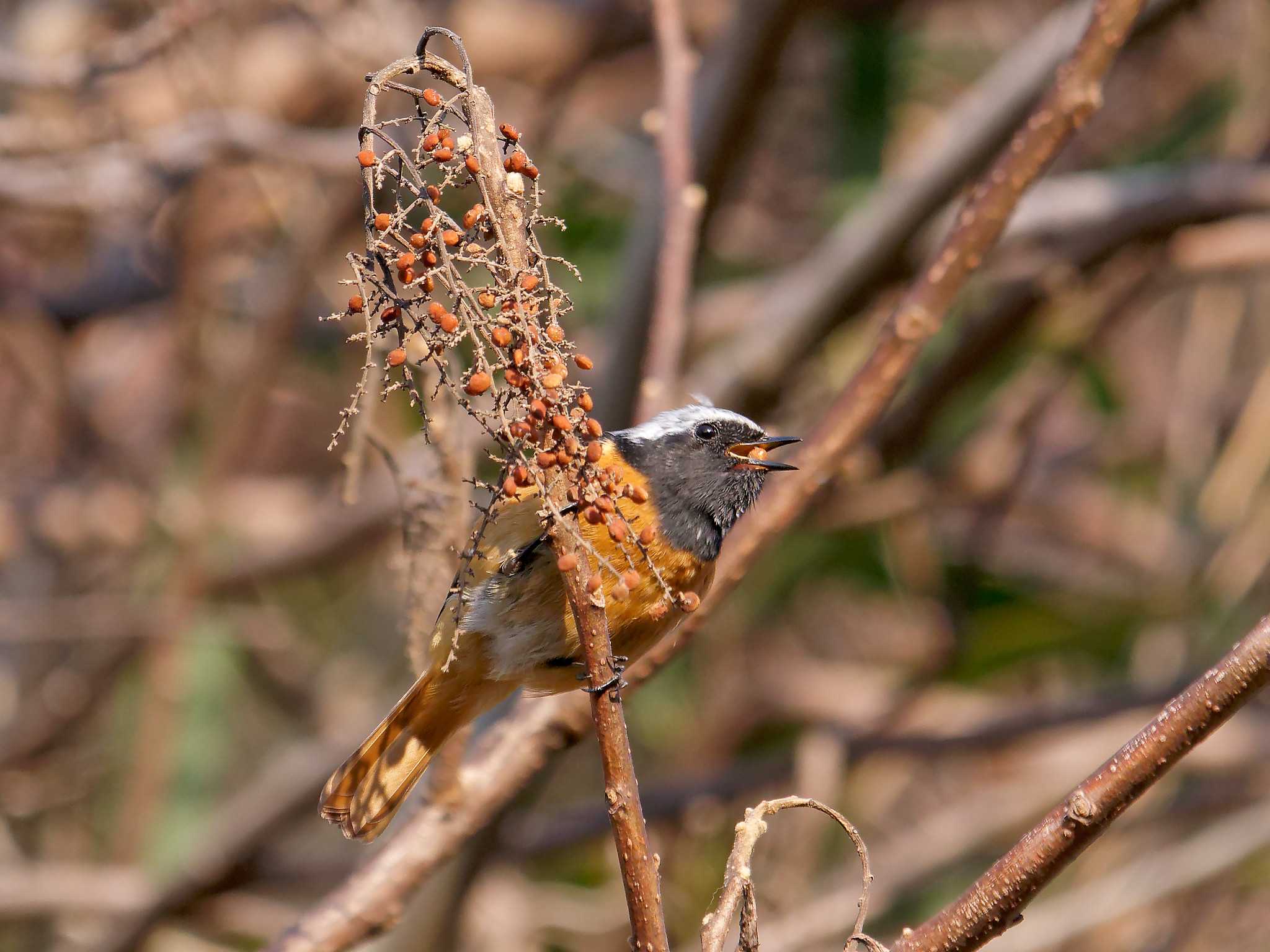 Daurian Redstart