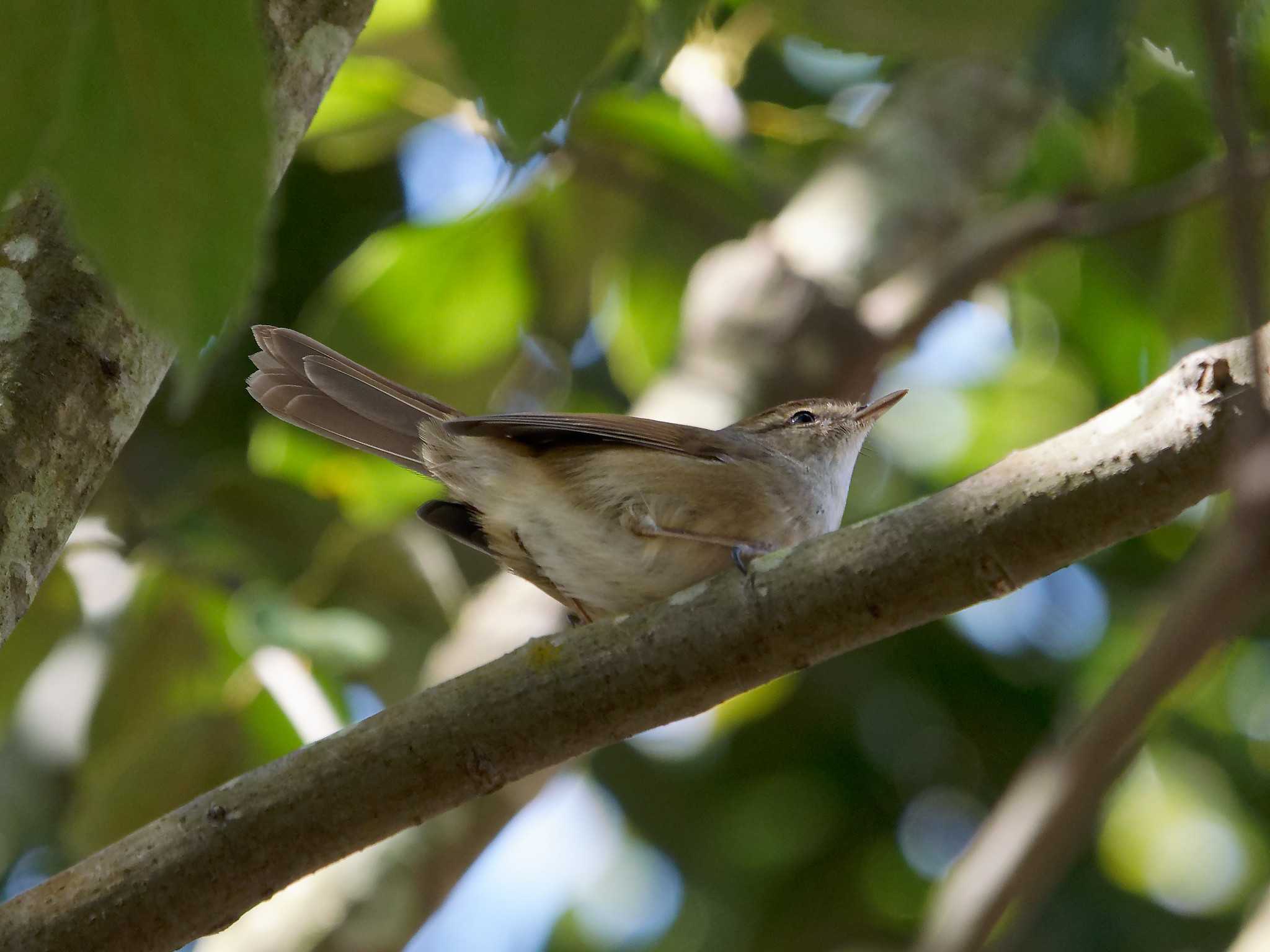 Japanese Bush Warbler