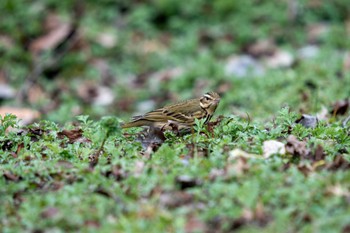 ビンズイ 京都府立植物園 2023年2月18日(土)