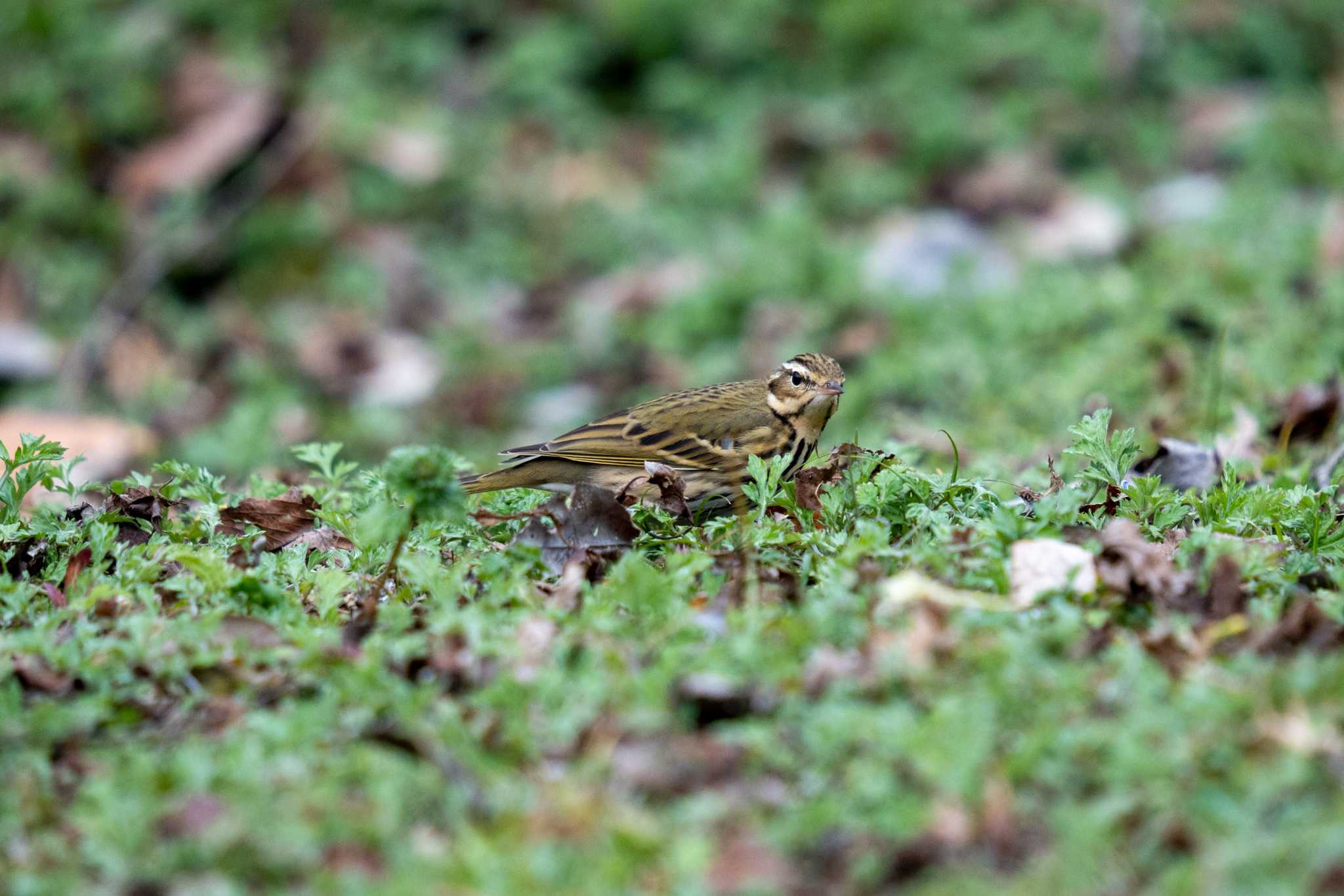 Olive-backed Pipit