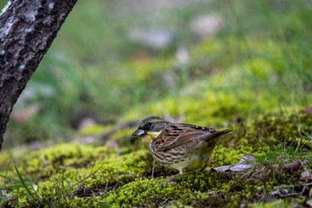 Sat, 2/18/2023 Birding report at 京都府立植物園