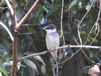 Ryukyu Minivet 川崎市 Sat, 2/18/2023