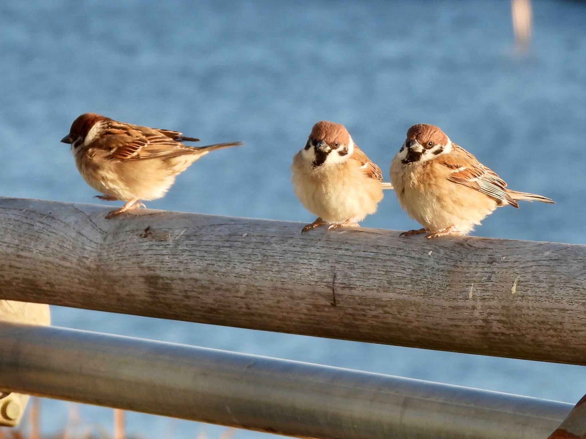 Eurasian Tree Sparrow