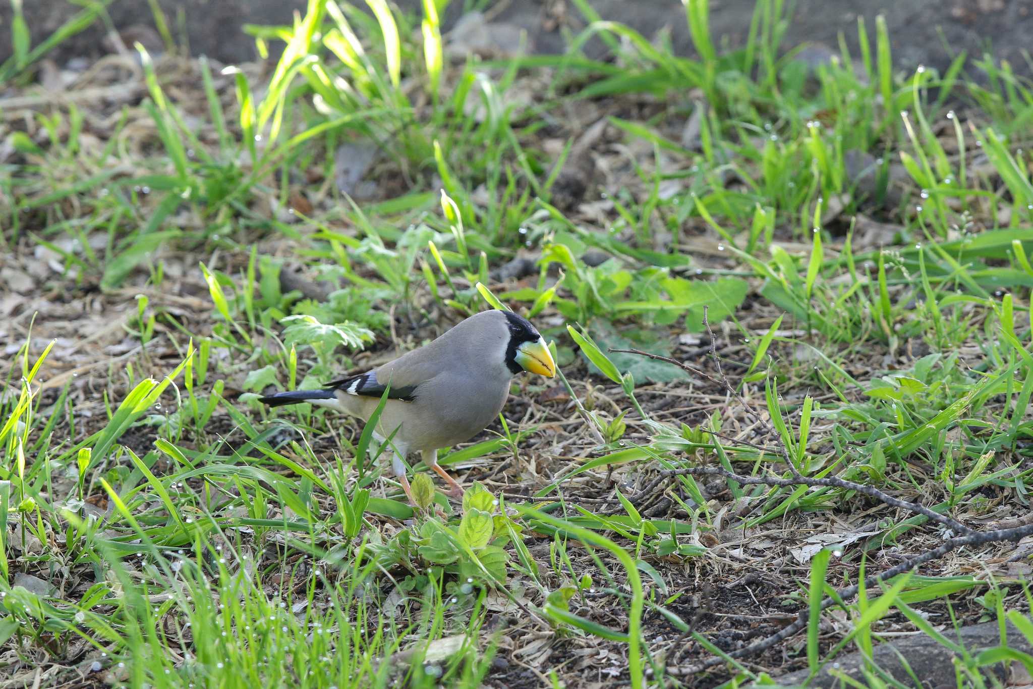 Photo of Japanese Grosbeak at Osaka castle park by Trio