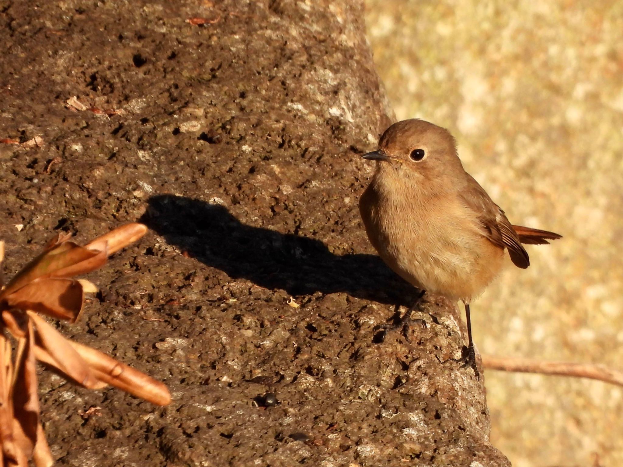 Daurian Redstart