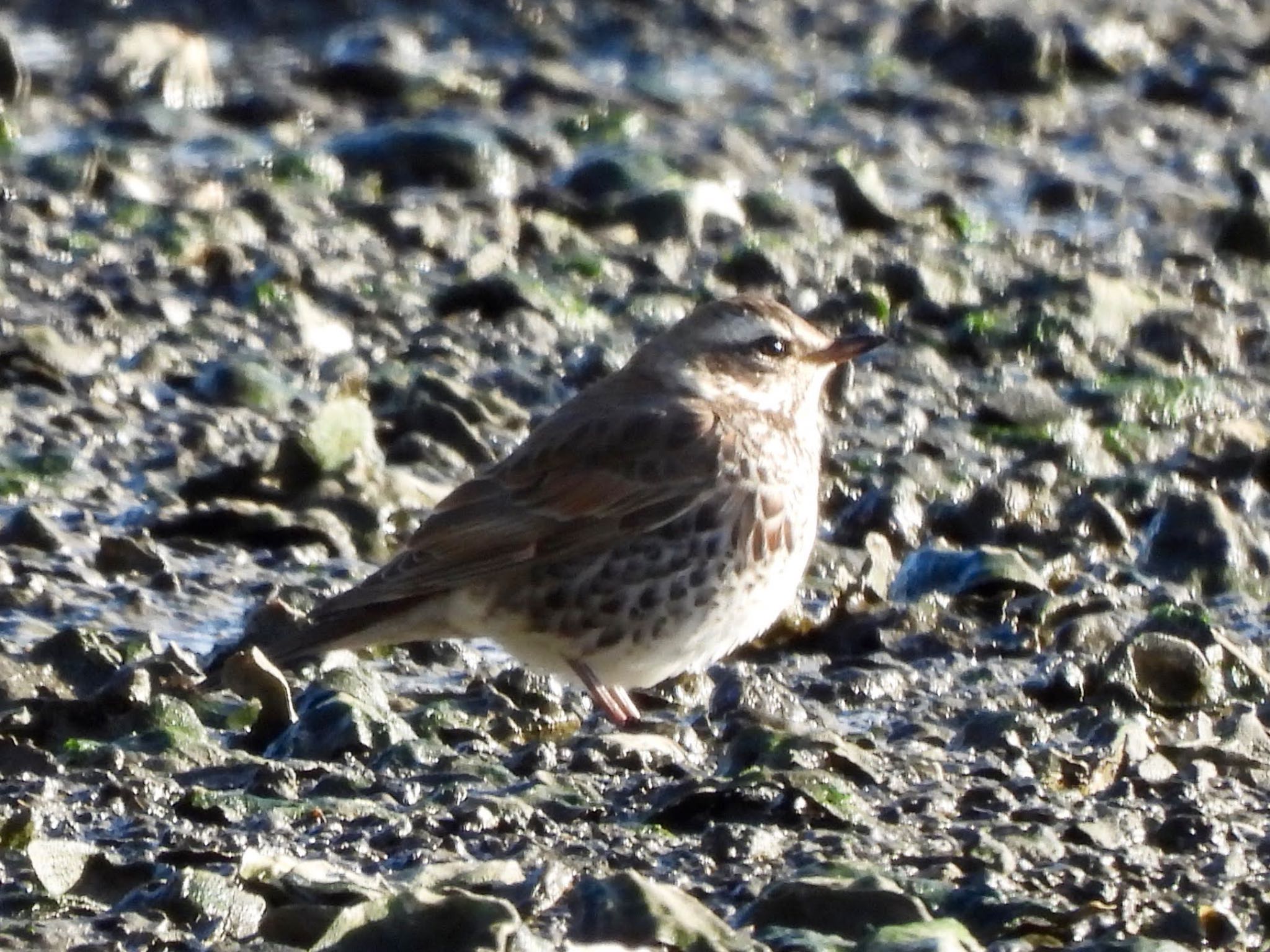 Dusky Thrush