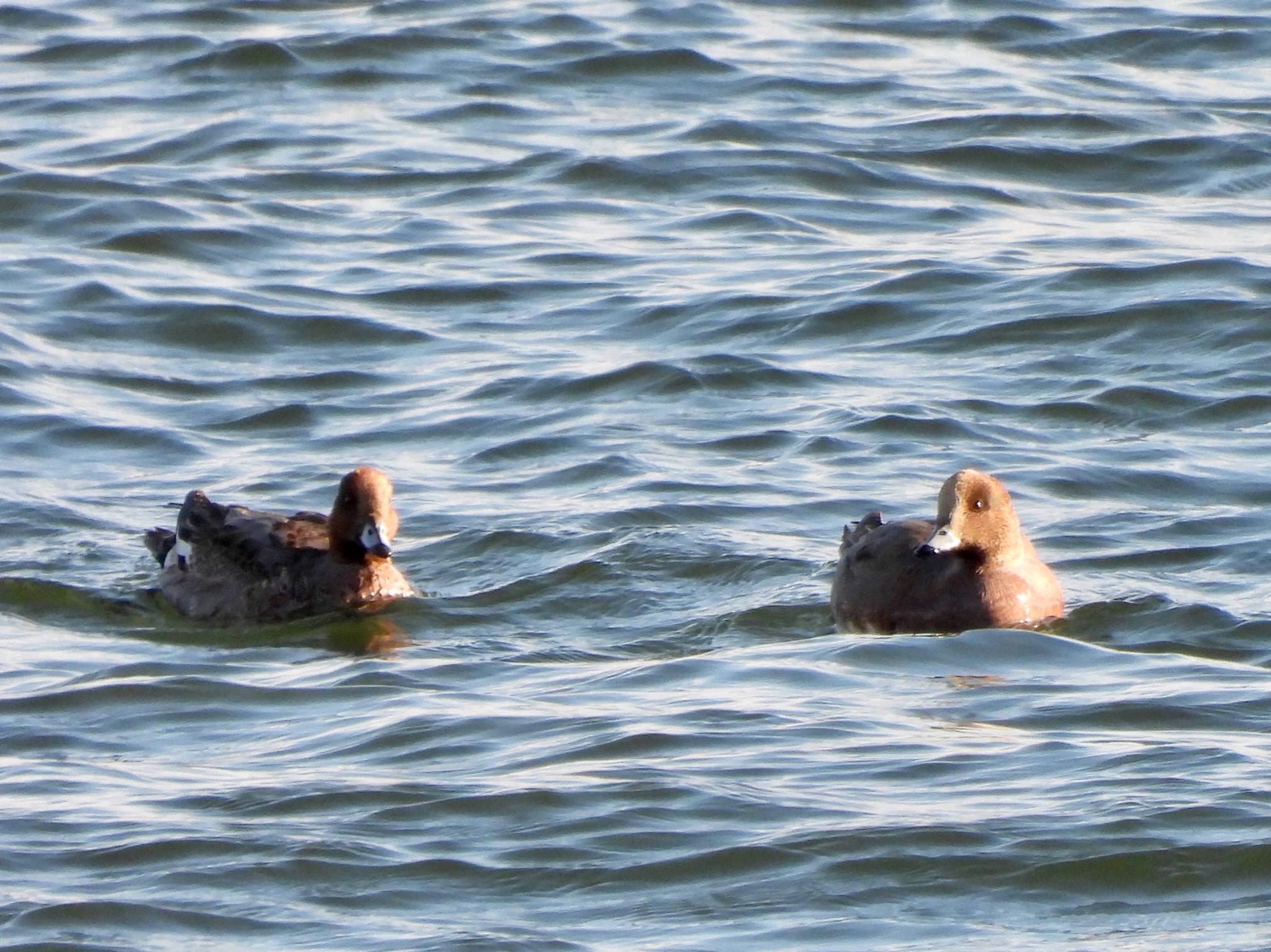 Eurasian Wigeon