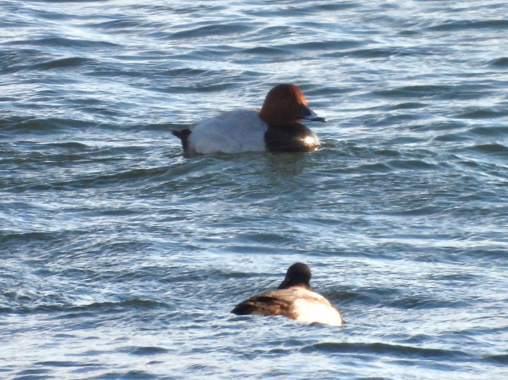 Common Pochard