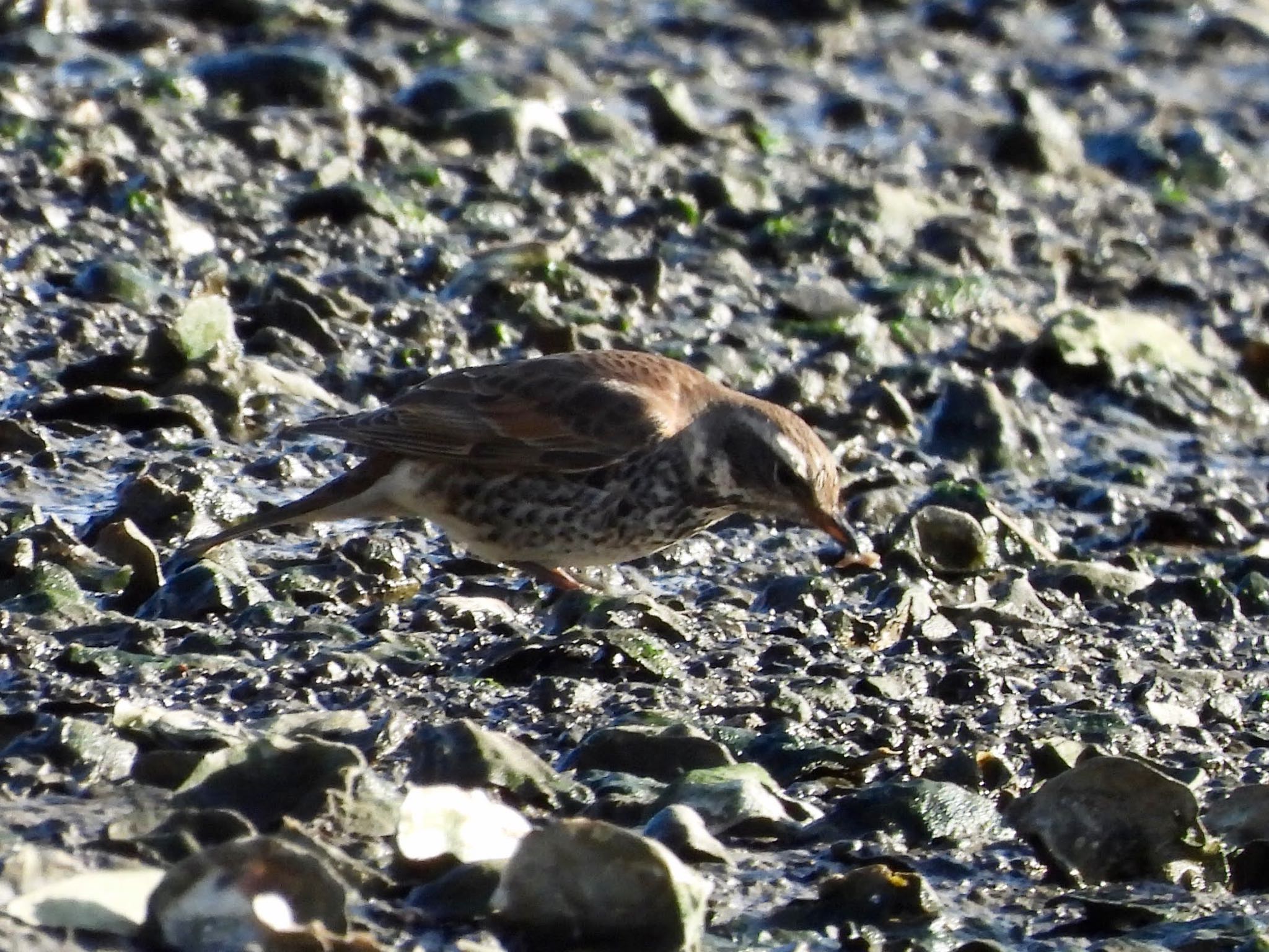 Dusky Thrush