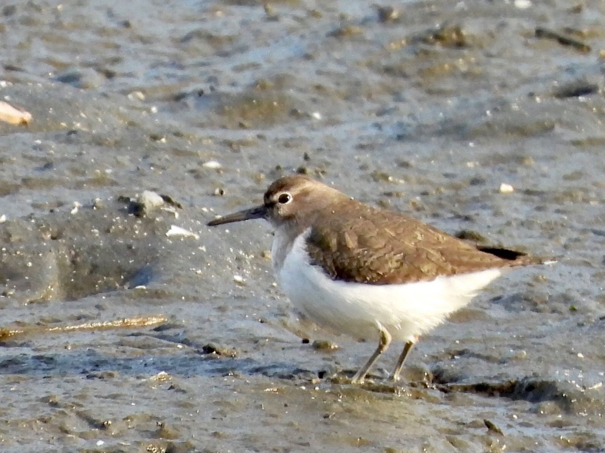 Common Sandpiper