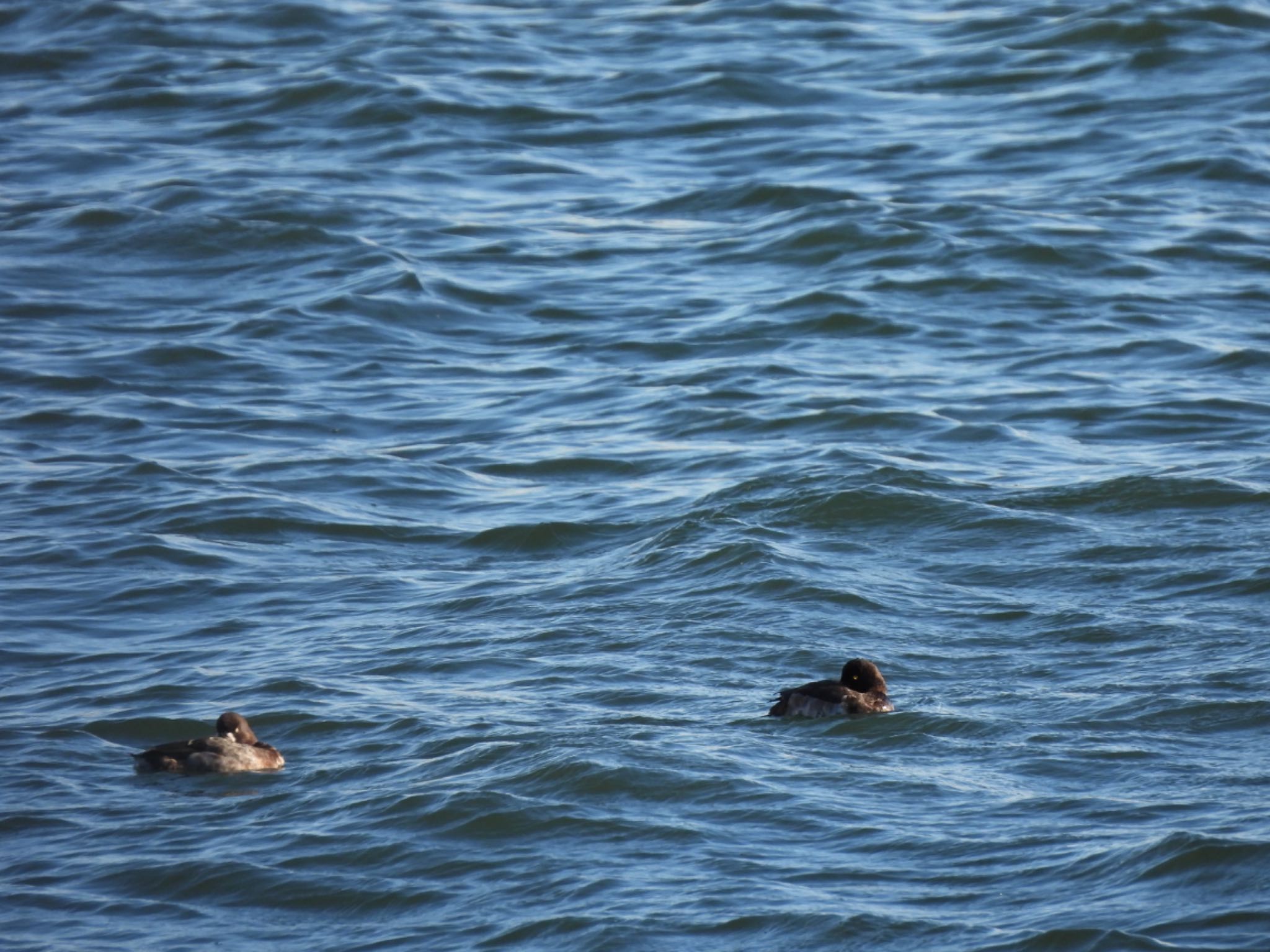 Greater Scaup