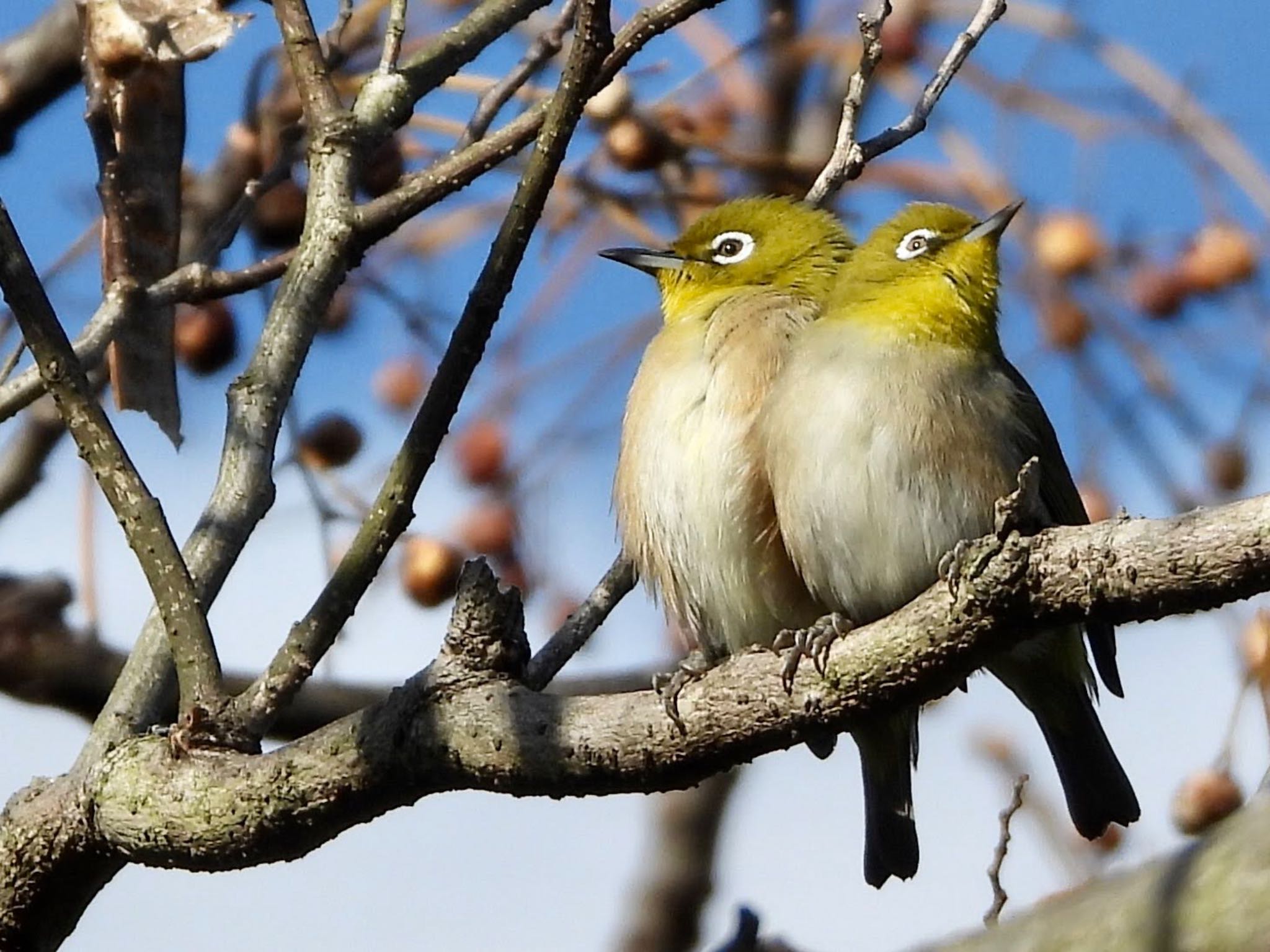 Warbling White-eye