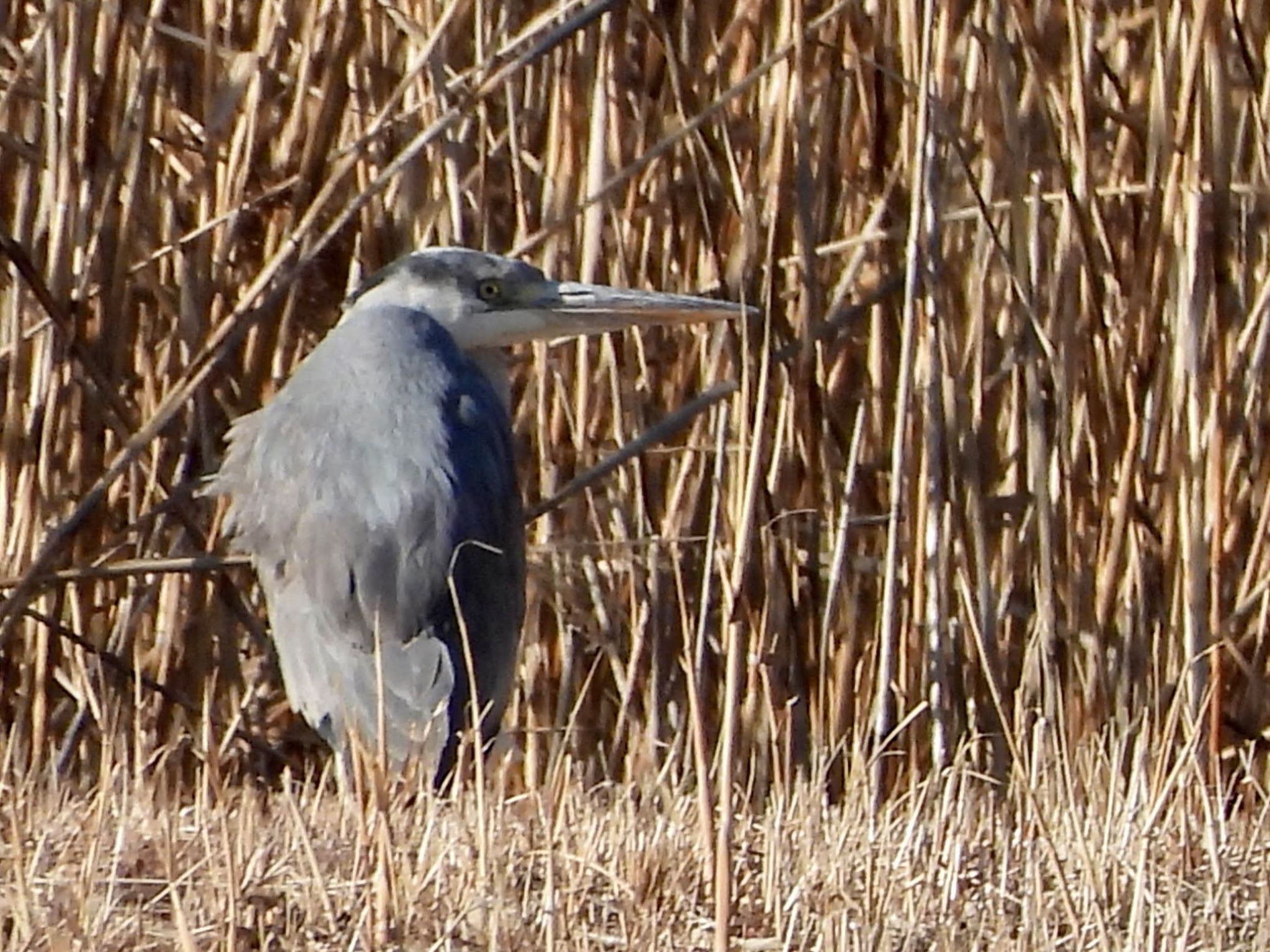 Grey Heron