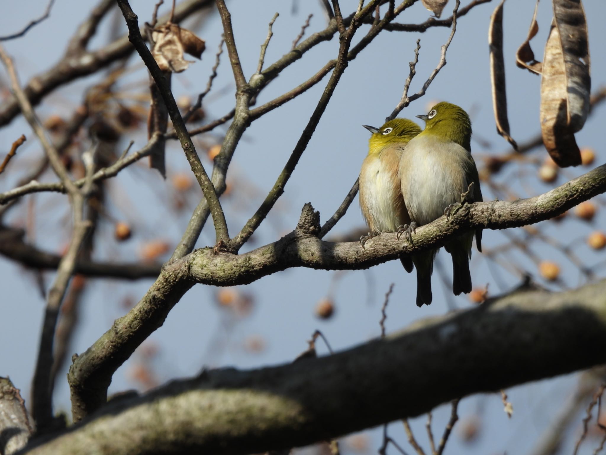 Warbling White-eye