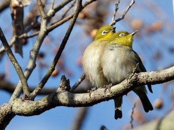 メジロ 葛西臨海公園 2022年1月21日(金)