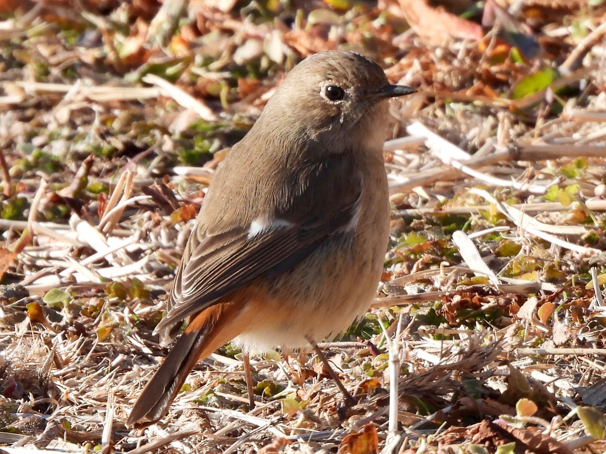 Daurian Redstart