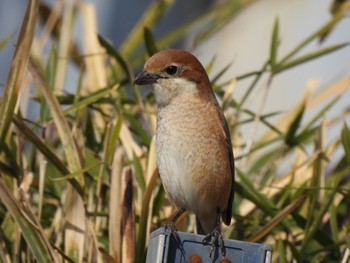 Bull-headed Shrike 寺家ふるさと村 Sat, 2/18/2023