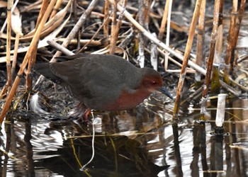 ヒクイナ 舎人公園 2023年2月18日(土)