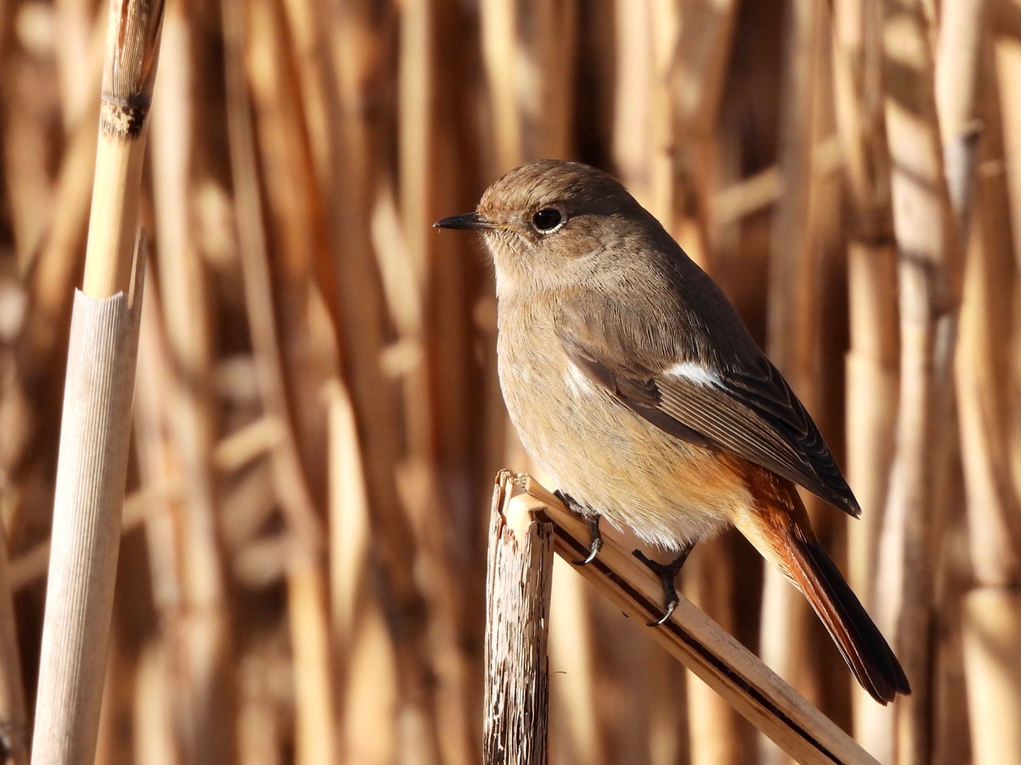 Daurian Redstart