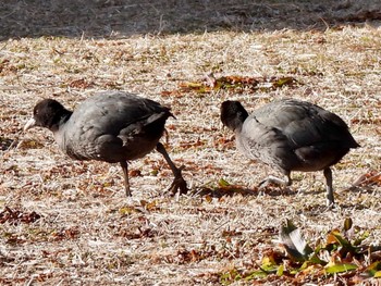 オオバン 葛西臨海公園 2022年1月21日(金)