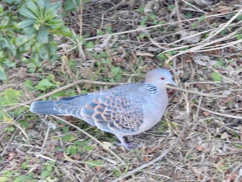 カワラバト 葛西臨海公園 2022年1月21日(金)