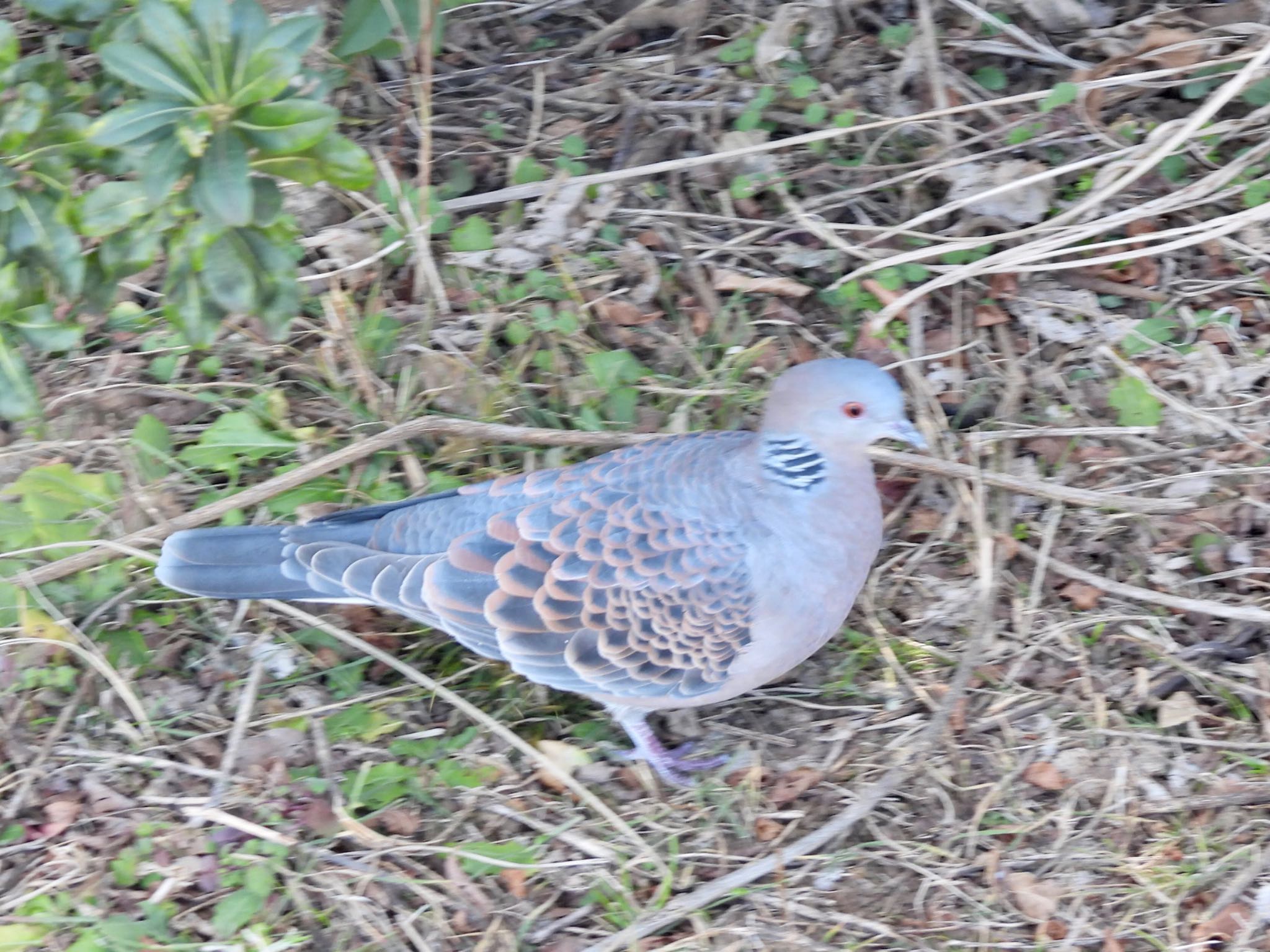 葛西臨海公園 カワラバトの写真 by くー