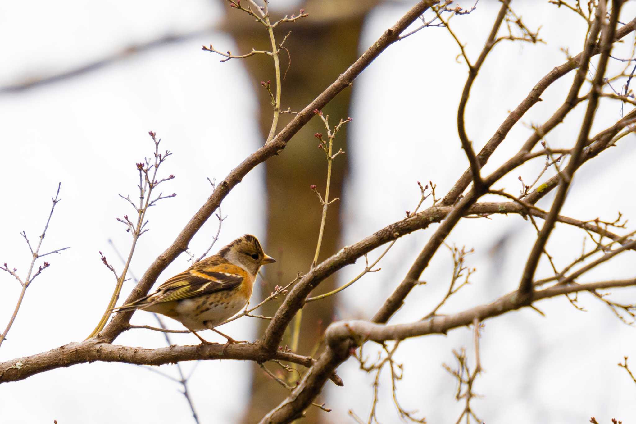 Brambling