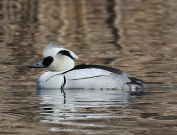 2023年2月18日(土) 新横浜公園の野鳥観察記録