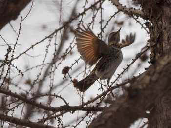 2023年2月18日(土) 旭山記念公園の野鳥観察記録