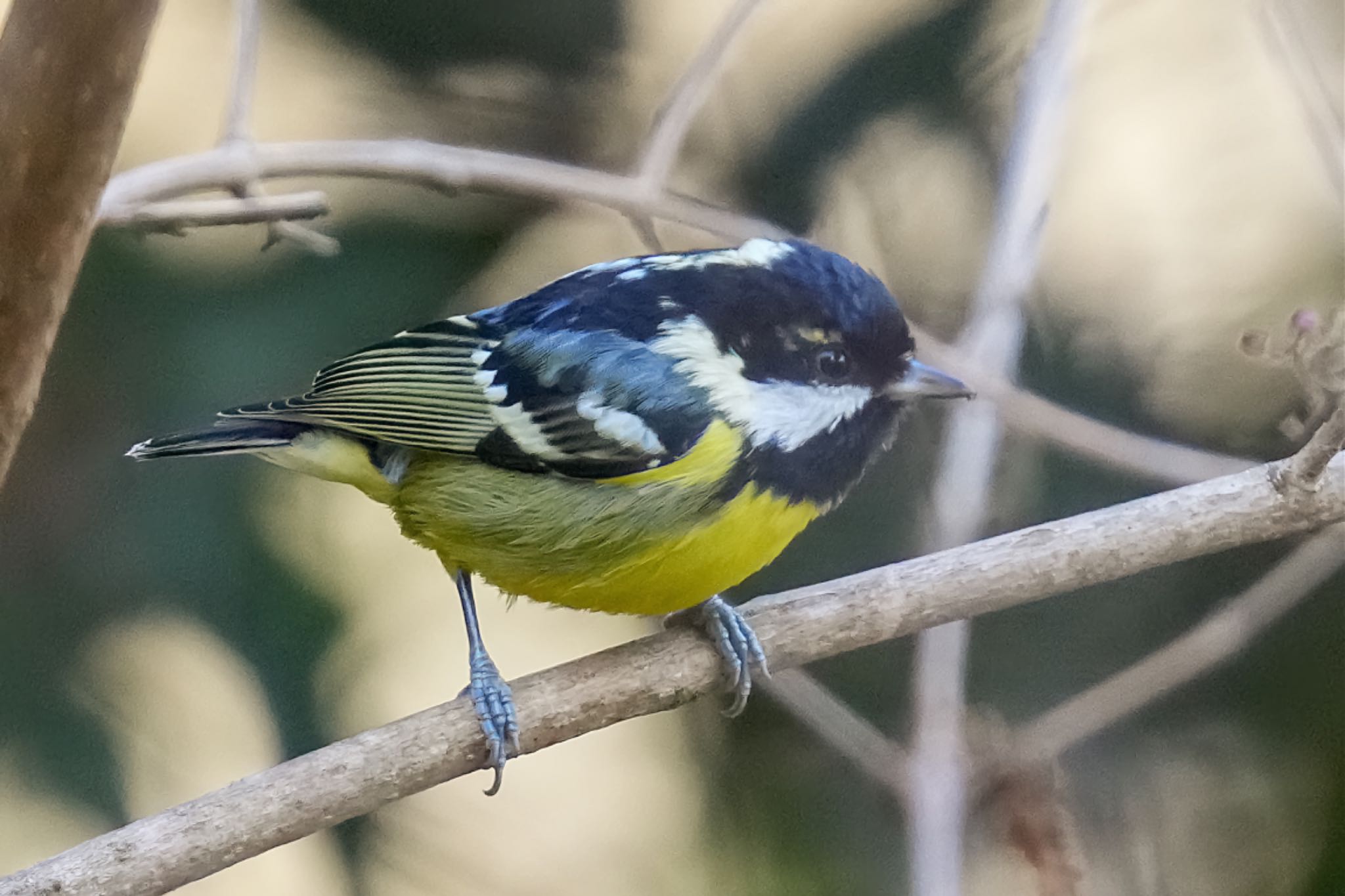 Yellow-bellied Tit