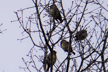 Japanese Waxwing 南阿蘇ビジターセンター Sat, 2/18/2023