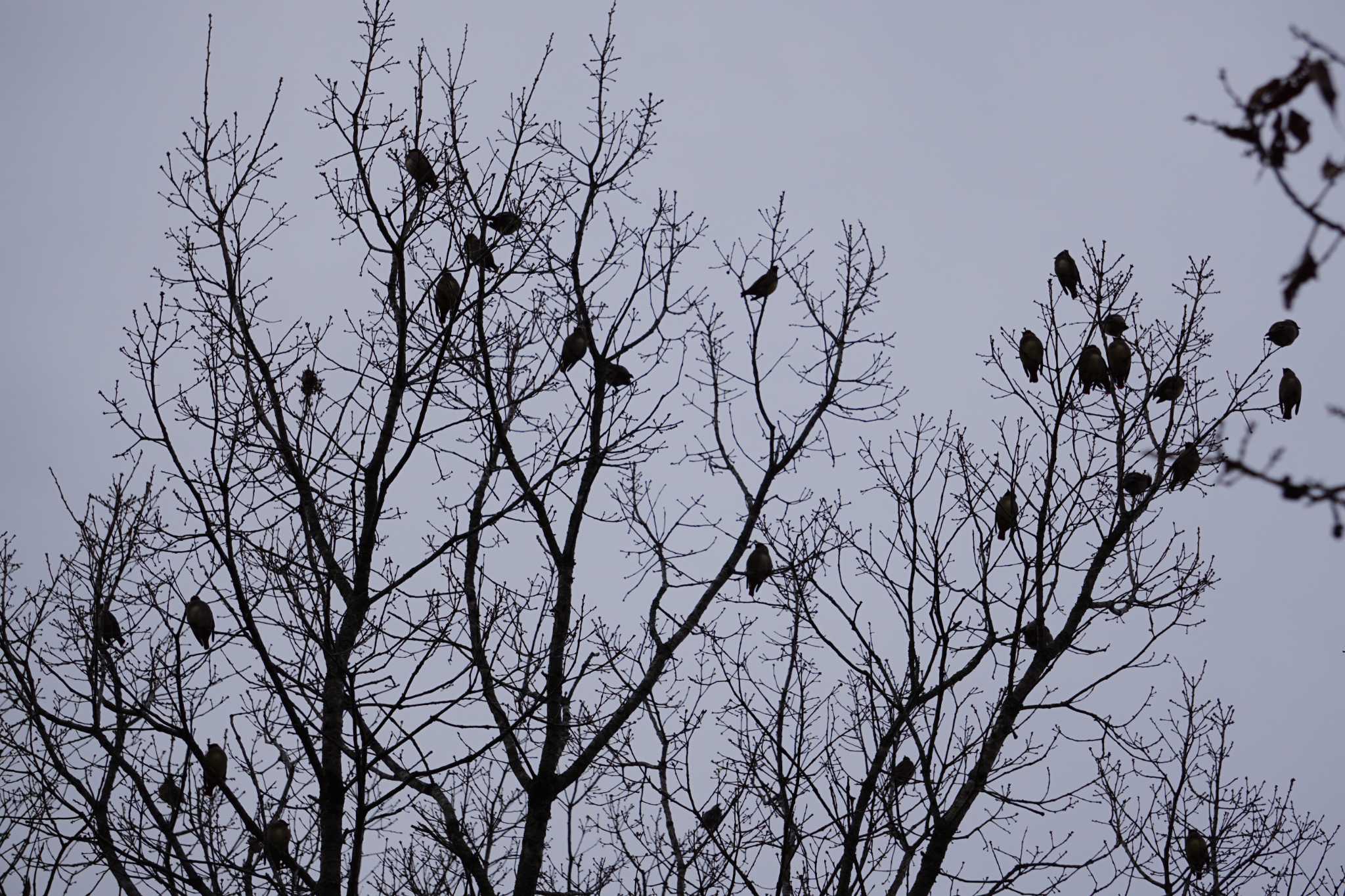 Japanese Waxwing