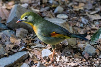 ソウシチョウ 高尾山 2023年2月18日(土)