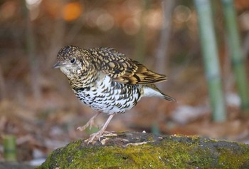 トラツグミ 秋ヶ瀬公園 2023年2月11日(土)