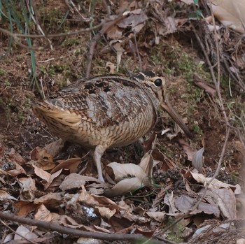 2023年2月18日(土) 多摩森林科学園の野鳥観察記録