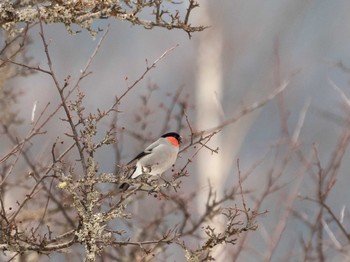 Eurasian Bullfinch 奥日光(戦場ヶ原,湯滝) Sat, 2/18/2023