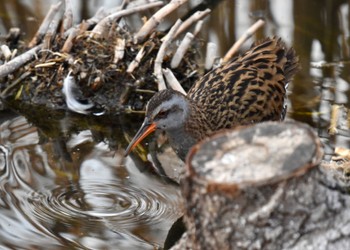 Brown-cheeked Rail Toneri Park Sat, 2/18/2023