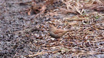 Japanese Accentor 武田尾 Sat, 2/18/2023