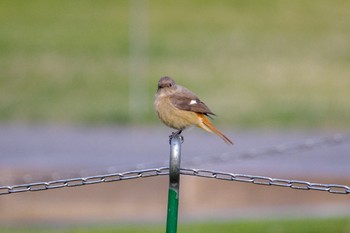 Daurian Redstart 檜町公園(東京ミッドタウン) Fri, 2/17/2023