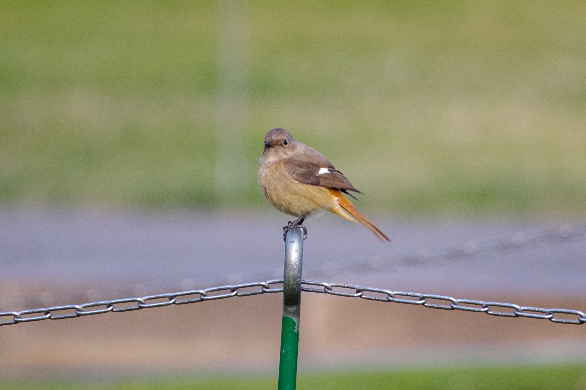 檜町公園(東京ミッドタウン) ジョウビタキの写真 by Marco Birds