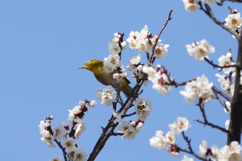 Warbling White-eye 東京都 Sat, 2/18/2023