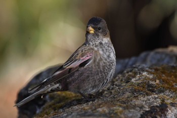 2023年2月11日(土) 筑波山の野鳥観察記録