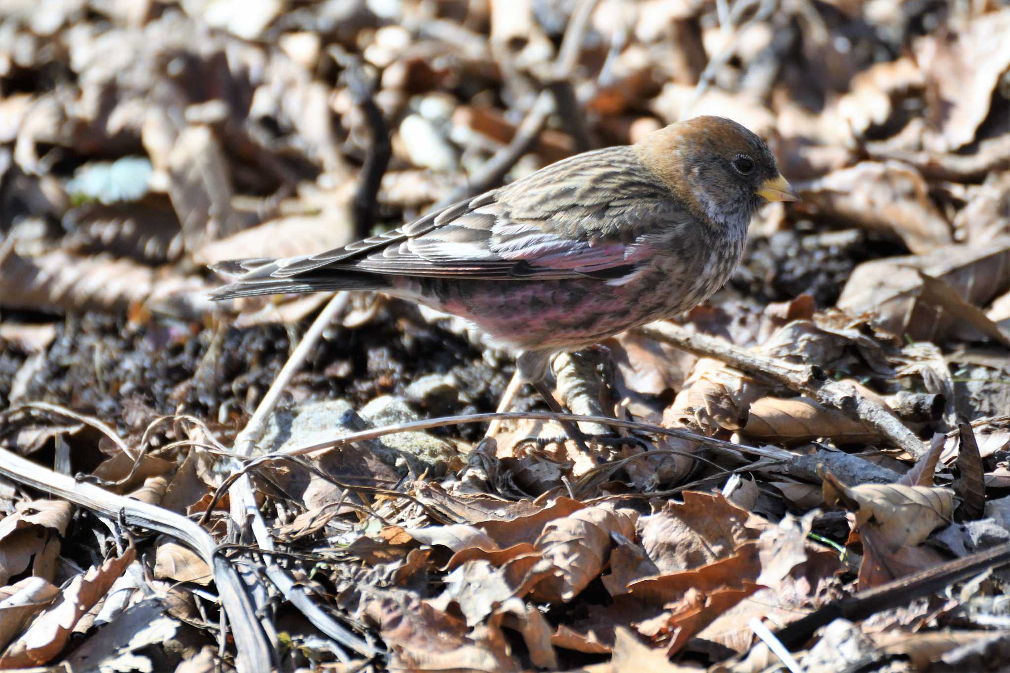 Photo of Asian Rosy Finch at Mt. Tsukuba by すずめのお宿
