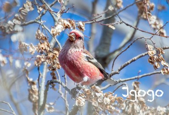 Siberian Long-tailed Rosefinch Watarase Yusuichi (Wetland) Wed, 12/28/2022