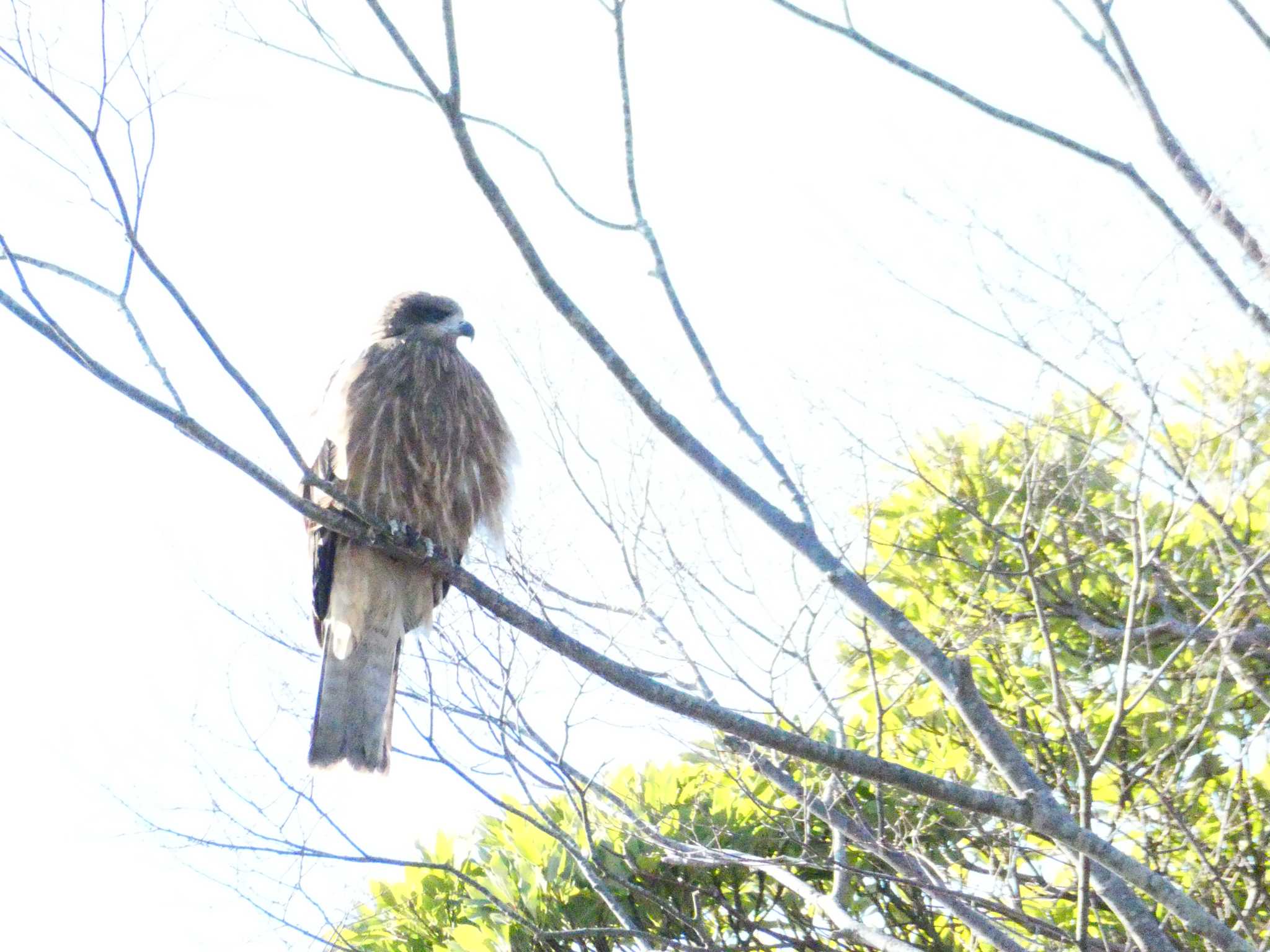 Black Kite